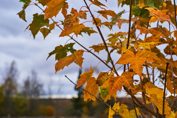Maple with autumn yellowed leaves on the branches. Autumn background