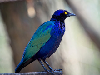 The purple starling standing on a tree branch