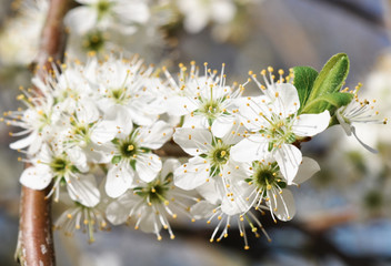white flowers of cherry tree
