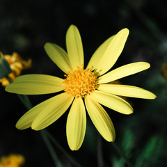 Blooming in the garden