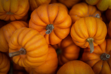 Autumn Pumpkin Field