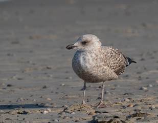 Seagull in the air and in the water and on the beach.
