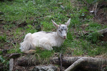 capra