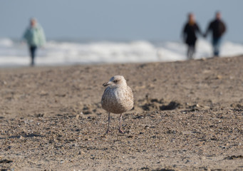 Seagull in the air and in the water and on the beach.
