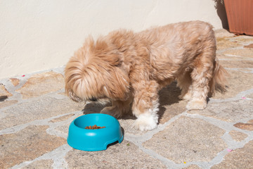 Dog looking at a dog bowl