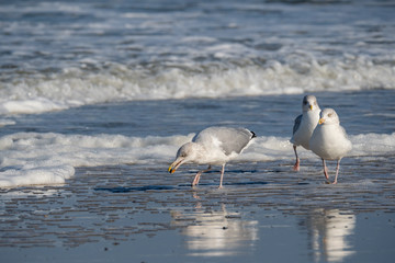 Seagull in the air and in the water and on the beach.