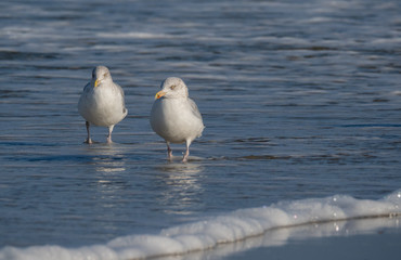Seagull in the air and in the water and on the beach.