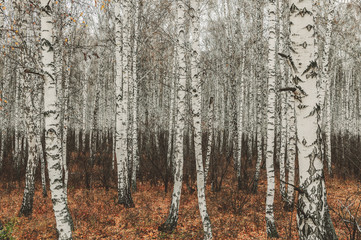 Birch autumn forest. White birch without foliage on a background of dry grass. Autumn nature