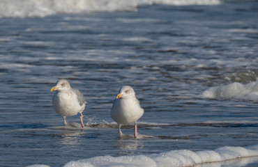 Seagull in the air and in the water and on the beach.