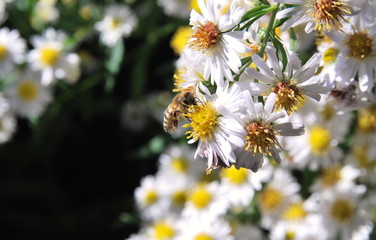 Wildbiene, Insekten, Biene, Herbstaster, Aster, Insektensterben, Artenvielfalt, Natur, Sonne, Landwirtschaft, Bio, Garten, Sandbiene, Aster, Wilde Biene, Artensterben, Bienenweide, Pestizide,