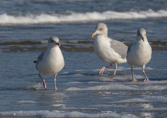 Obraz premium Seagull in the air and in the water and on the beach.