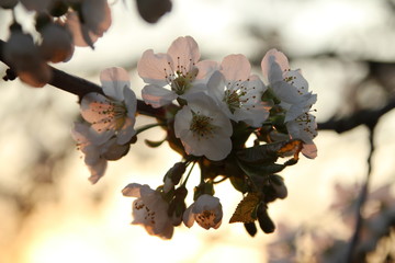 Cherry Blossom 