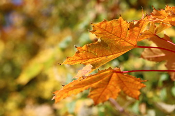 maple leaves in autumn