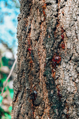 wood amber on the tree mineral liquid