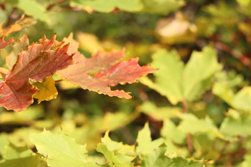 maple leaves in autumn