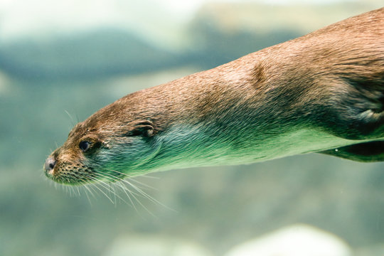 Riesenotter Bilder Durchsuchen 1,706 Archivfotos, und