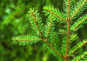 branch of a Christmas tree on a blurred natural background