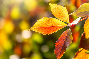 Maple branches with orange-yellow leaves in autumn, in the light of sunset. Acer negundo, or Box elder, boxelder maple, ash-leaved maple.
