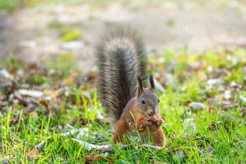 Autumn squirrel with nut on green grass with fallen yellow leaves