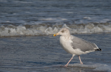 Seagull in the air and in the water and on the beach.