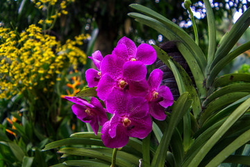 Fototapeta premium purple flowers in the garden