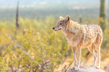 Naklejka na ściany i meble Coyote in the Wild Desert Observing the Horizon