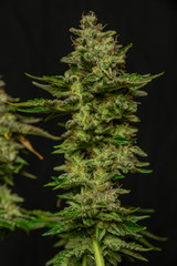 Ripened French cookies variety of marijuna with black background