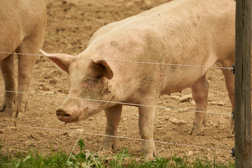 Artgerechte Schweinehaltung