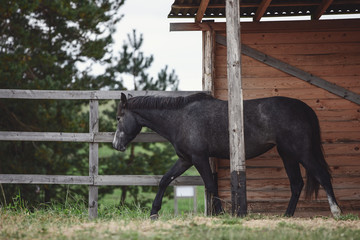 gray trakehner mare horse walking in paddock along the fence near wooden shelter in autumn