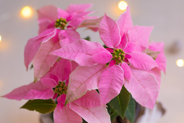 Christmas pink poinsettia isolated with sparkling garland