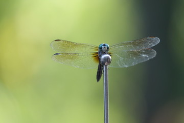 A lonesome dragonfly meditates on his favorite antenna 