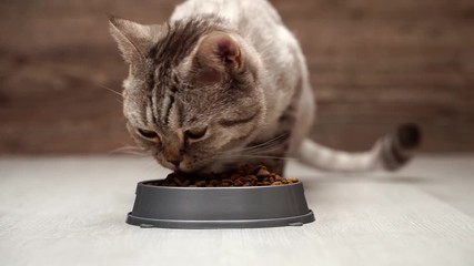 Dry feed Scottish cat. Close-up shot, cat eats dry food from a bowl.