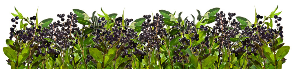 Privet twigs with black berries o white background