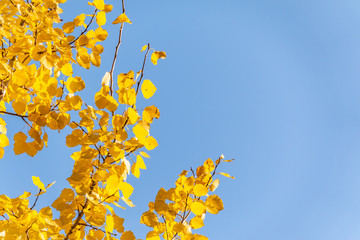 Aspen branches with yellow leaves in autumn against a blue sky