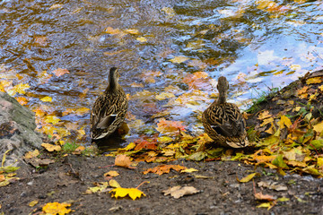 Two ducks enter the water among the fallen autumn leaves