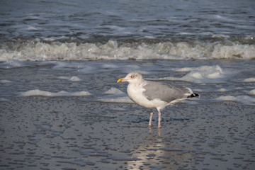 Seagull in the air and in the water and on the beach.