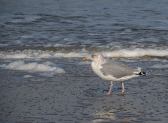 Seagull in the air and in the water and on the beach.