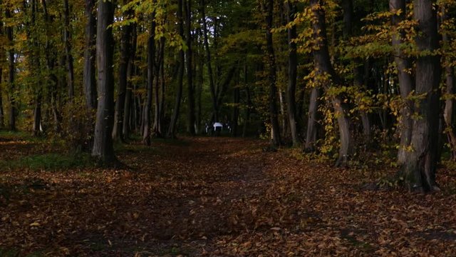 drone flying over leaves in autumn forest