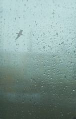 Fototapeta premium Raindrops on the glass. Cloudy grey rainy weather.
