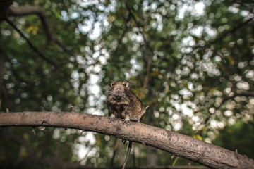 rodent degu climbed on a tree branch, forest background