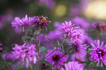 purple flowers in the field close-up. Nature concept