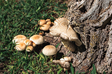 Mushrooms by a tree, nature, Portugal