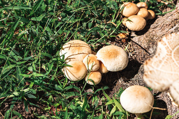 Mushrooms by a tree, nature, Portugal