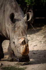 Fototapeta premium eye of rhino, rhino skin texture