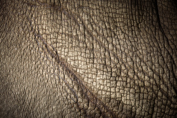 rhino skin, texture of rhino skin for background © chokniti