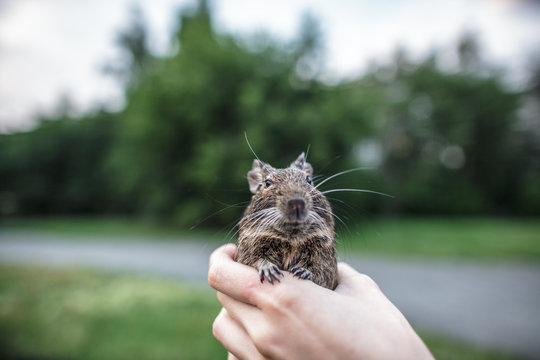 rodent degu in hand, nature background
