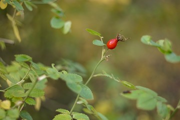 Red rosehip berries, rosehip berries on autumn background.