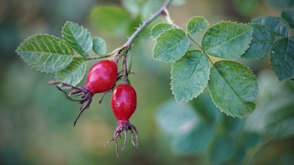 Red rosehip berries, rosehip berries on autumn background.