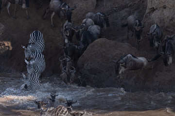 Wildebeest great migration