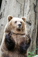 Ours brun